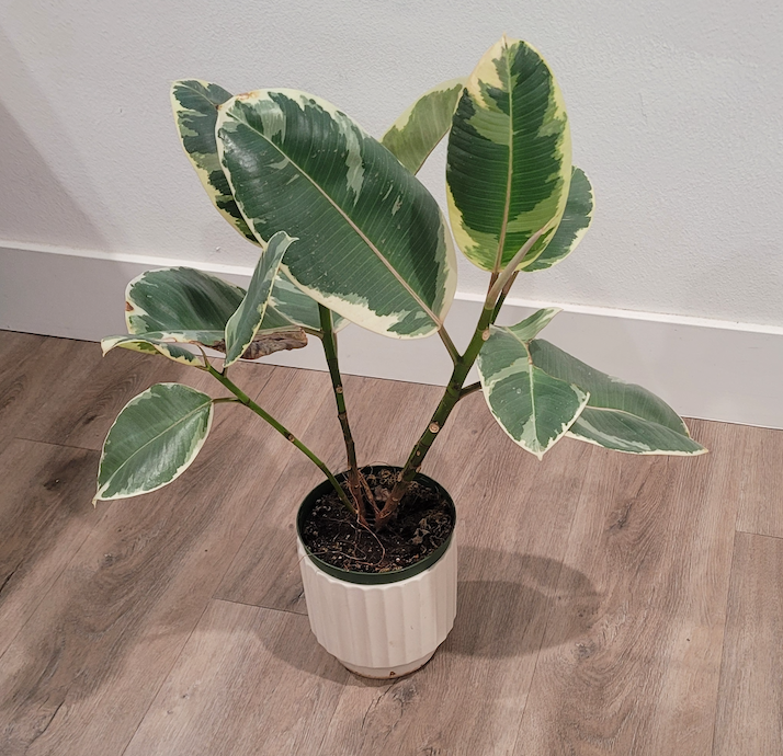 The Nilly Data Project: Democratizing Community Data Analysis